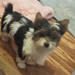 Yorkshire Terrier Puppies from Lone Star Yorkies
