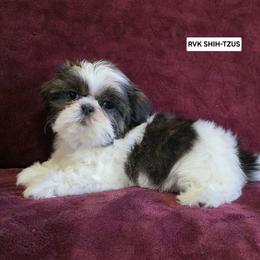 Red Collar - Sable and white female Shih Tzu puppy in Wymore, Nebraska from RVK Bulldogs & Shih-Tzus