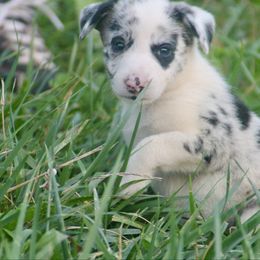 Maybell - Blue merle female Border Collie puppy in Salem, Missouri from TiptoeingBorderCollies
