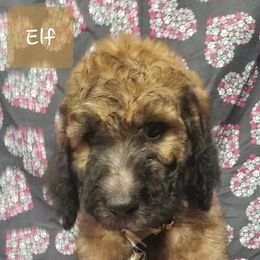 Bernedoodle, Goldendoodle, and Poodle Puppies from Granton Creek
