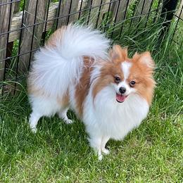 Willow - Pomeranian