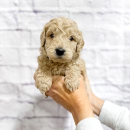 Clark - Cream male Goldendoodle puppy in Jackson, Tennessee from Doodlebug Farms