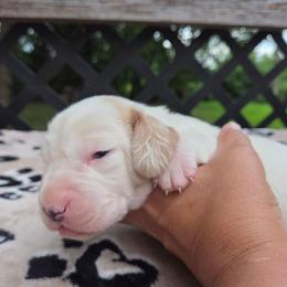 Zeke - Lemon and white male Basset Hound puppy in Denison, Texas from Emma Lou's Baby Bassets