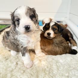 Macy - Blue merle female Aussiedoodle puppy in Fredonia, Pennsylvania from Drew’s Aussies & Doodles
