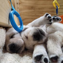 Labrador Retriever Puppies from The Labradors of Sycamore Farms