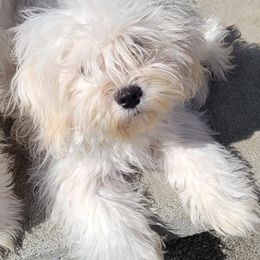 Mal-Shis, Maltese, and Maltipoos from Flying Monkey Farms