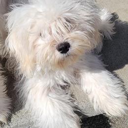 Mal-Shis, Maltese, and Maltipoos from Flying Monkey Farms