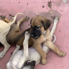 Sloughi Puppies from Almaboubin Sloughis