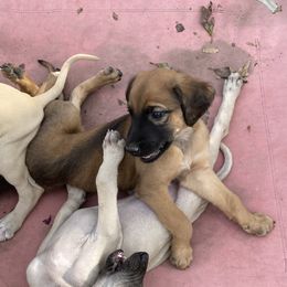 Sloughi Puppies from Almaboubin Sloughis