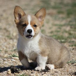American Corgi, French Bulldog, and Pembroke Welsh Corgi Puppies from Moonstone Corgis & Frenchies