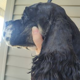 Max - Cocker Spaniel