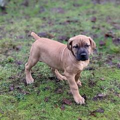 Boerboel Puppies from Askuwheto Boerboels
