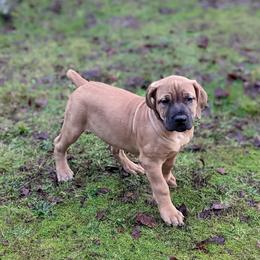 Boerboel Puppies from Askuwheto Boerboels