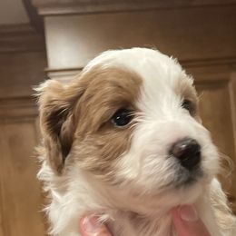 Moira - Red Bernedoodle puppy in Washougal, Washington from Sandy Creek Bernedoodles