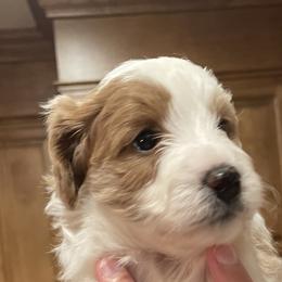 Moira - Red Bernedoodle puppy in Washougal, Washington from Sandy Creek Bernedoodles