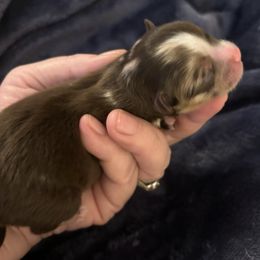 Ganache - Chocolate merle male Pomeranian puppy in Palatka, Florida from Sugarland Pomeranians