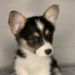 Girl 2 - Pembroke Welsh Corgi puppy in Missouri from Cooler Farms Corgis