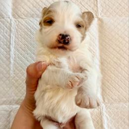 White and Red Bicolor 2 - Red male Bernedoodle puppy in Brooksville, Florida from Kruger Doodles