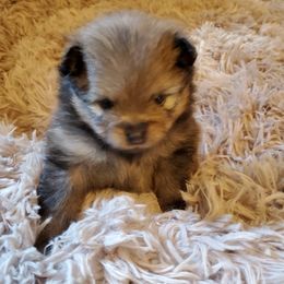 Baby Blue (AKC) - Orange sable male Pomeranian puppy in West Newton, Pennsylvania from Donna's Pomeranians