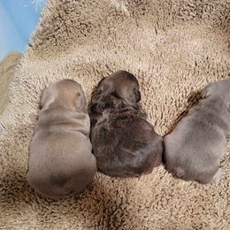 French Bulldog puppies from Wildfire K9's