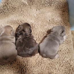 French Bulldog puppies from Wildfire K9's