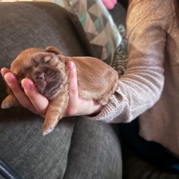 Girl 2 - Gold female Shih Tzu puppy in Azusa, California from RJ Shih Tzu lover
