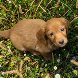 Dark cream -solid - Cream male Dachshund puppy in Nashville, Arkansas from Whisenhunt Farms