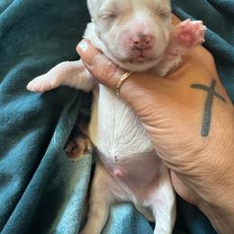 Stewart - White male Maltipoo puppy in New Port Richey, Florida from Toy Poodles And Maltese Of Florida