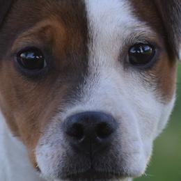 Steve - Jack Russell Terrier