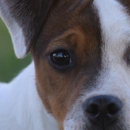 Steve - Jack Russell Terrier