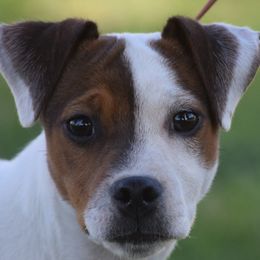 Steve - Jack Russell Terrier