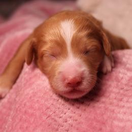 Sunny - Red female Aussiedoodle puppy in Nephi, Utah from Peachydoodlepups