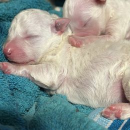 Bichon Frise puppies from Savannah Bichons