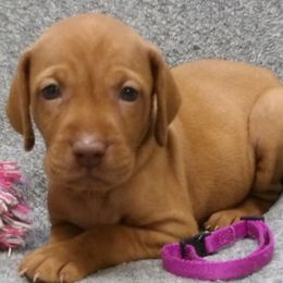 Lily Girl 2 - Golden rust female Vizsla puppy in Ganado, Texas from Roz Vizslas