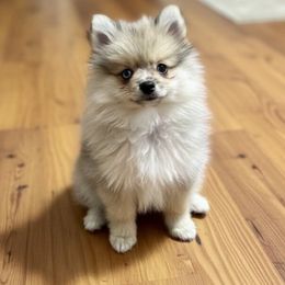 Fang - Merle male Pomsky puppy in Boonville, Indiana from Elysian Pomskies