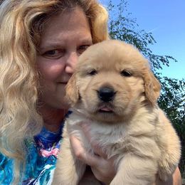 Golden Retriever Puppies from Lol-Goldens