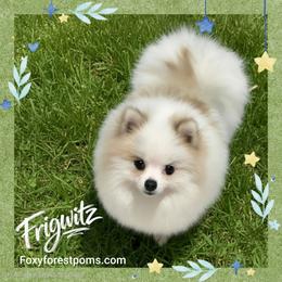 Frigwitz - Pomeranian