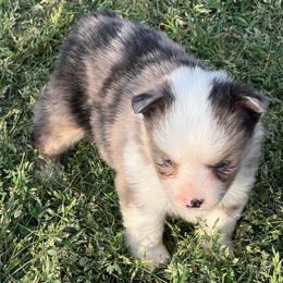 Tiny merle - Blue merle female Miniature Australian Shepherd puppy in Graham, North Carolina from Thompson Farm Mini Aussies
