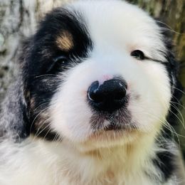 Layla - Black tri-color female Australian Shepherd puppy in Bunnell, Florida from Royal Biewer and Royal Aussies