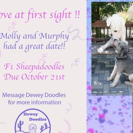 Goldendoodles and Sheepadoodles from Dewey Doodles
