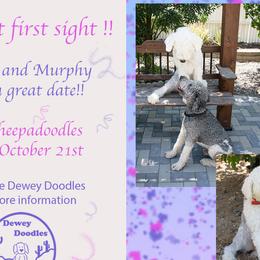 Goldendoodles and Sheepadoodles from Dewey Doodles