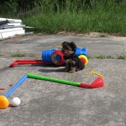 Yorkshire Terrier Puppies from Holy Terriers Yorkies