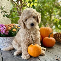 Lady - Apricot female Goldendoodle puppy in Rocklin, California from FurEver Yours Goldendoodles