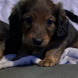 Boy 1 - Cream male Dachshund puppy in Alabaster, Alabama from Doxies of Olympus