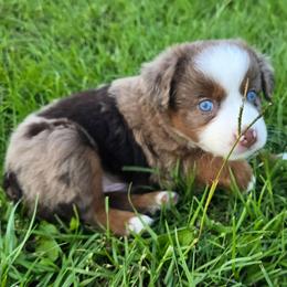 Turbo - Red merle male Miniature Australian Shepherd puppy in Paris, Texas from Blue Envy Mini Aussies