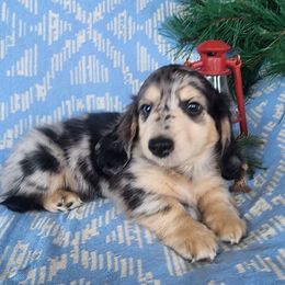 Twigs - Dapple male Dachshund puppy in Grants Pass, Oregon from vom Treuen Wachter