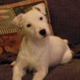 Airedale Terriers and Russell Terriers from Bobcat Terriers