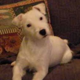 Airedale Terriers and Russell Terriers from Bobcat Terriers