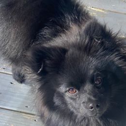 Pomeranian Puppies from KB Pom Pups