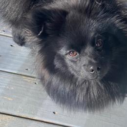 Pomeranian Puppies from KB Pom Pups
